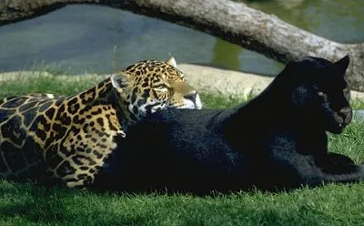 salsa y guateque: panteras animales salvajes salsa y guateque: panteras animales salvajes