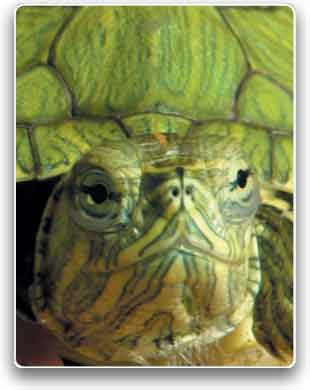 Salud Animal: Los verdaderos cuidados de mi tortuga japonesa 1ra parte Salud Animal: Los verdaderos cuidados de mi tortuga japonesa 1ra parte