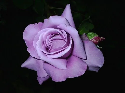 rosa+morada.jpg