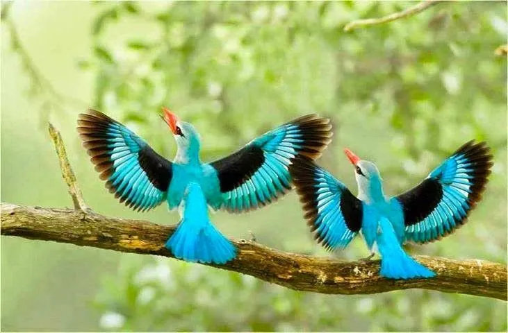 Salvapantallas Gratis: Aves paradisíacas