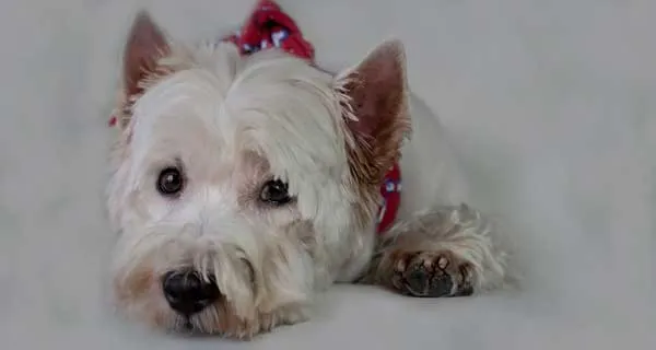 Salvapantallas de West Highland White Terrier, gratis » » www.