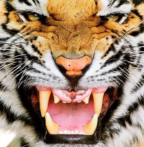 Salvate la tigre del Bengala!!! « PAROLE E FOTO IN LIBERTA' di ...