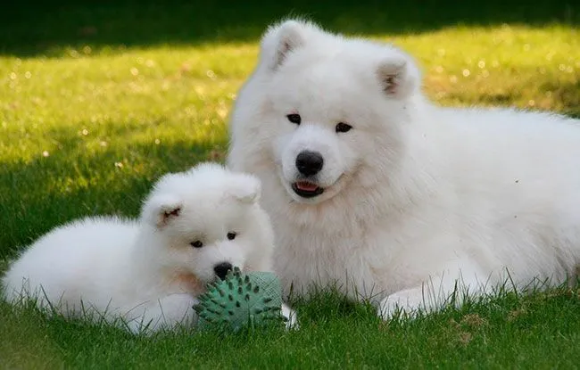 Samoyedo hembra con cachorro | Mundo Perro