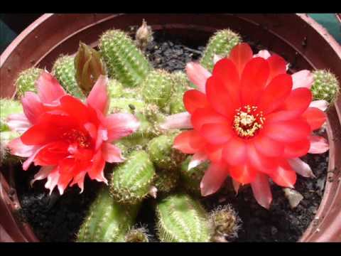 San Fabián de Alico. Flores de cactus, al sur del mundo. - YouTube