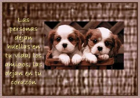 Imagenes de amor con perros pitbulls y mensajes de amor - Imagui