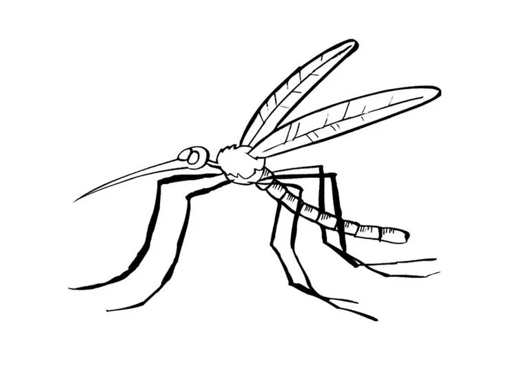 Mosquito dengue para colorear - Imagui