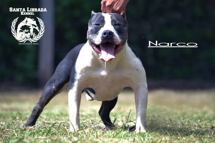 Santa librada kennel-pitbull terrier, beagle y bulldog ingles en ... Santa librada kennel-pitbull terrier, beagle y bulldog ingles en ...