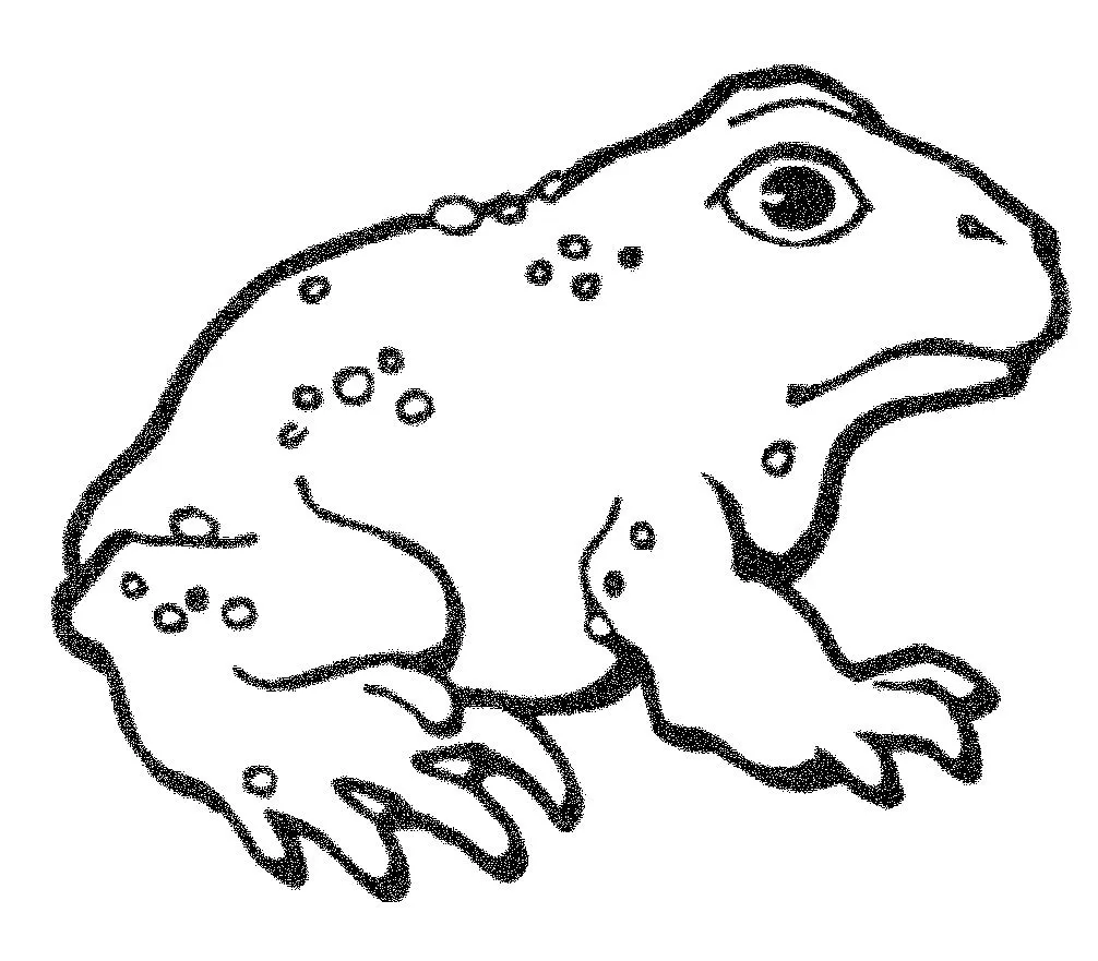 Pin Sapo Para Colorear Dibujos Imagixs on Pinterest Pin Sapo Para Colorear Dibujos Imagixs on Pinterest