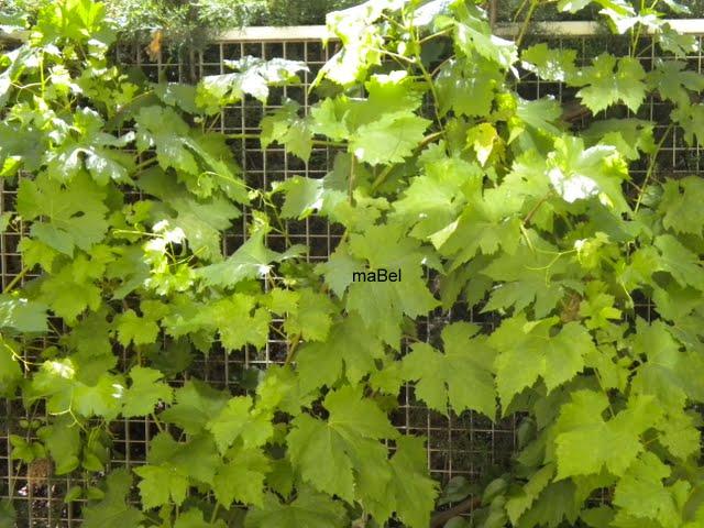 Sardinas en hojas de parra a la plancha - Paperblog