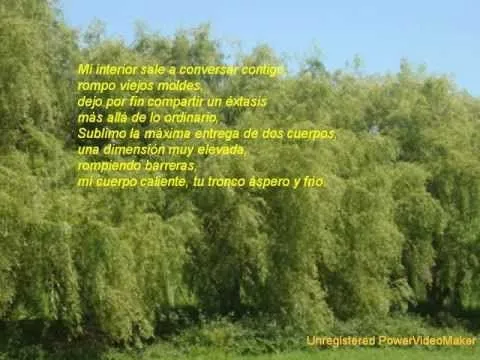 SAUCE LLORON.POEMA DE KATY DOMINGUEZ GOMEZ - YouTube