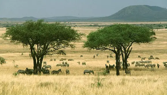 Savana Africana – Animais e Vegetação | Meio Ambiente - Cultura Mix Savana Africana – Animais e Vegetação | Meio Ambiente - Cultura Mix