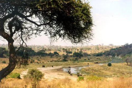 Savana Africana – Animais e Vegetação | Meio Ambiente - Cultura Mix Savana Africana – Animais e Vegetação | Meio Ambiente - Cultura Mix