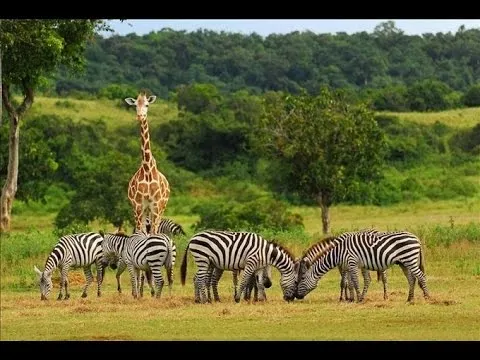 La savana - Il paradiso dei mammiferi - Documentario ITA - YouTube La savana - Il paradiso dei mammiferi - Documentario ITA - YouTube