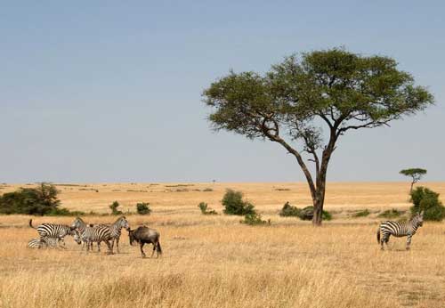 savanas-1.jpg savanas-1.jpg