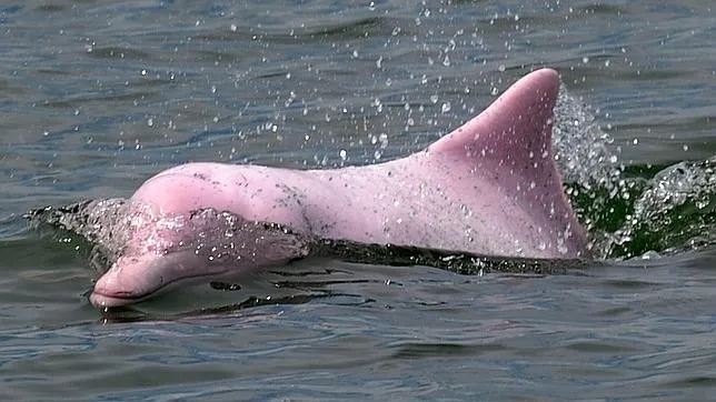 Save Delfines: Delfines Rosados