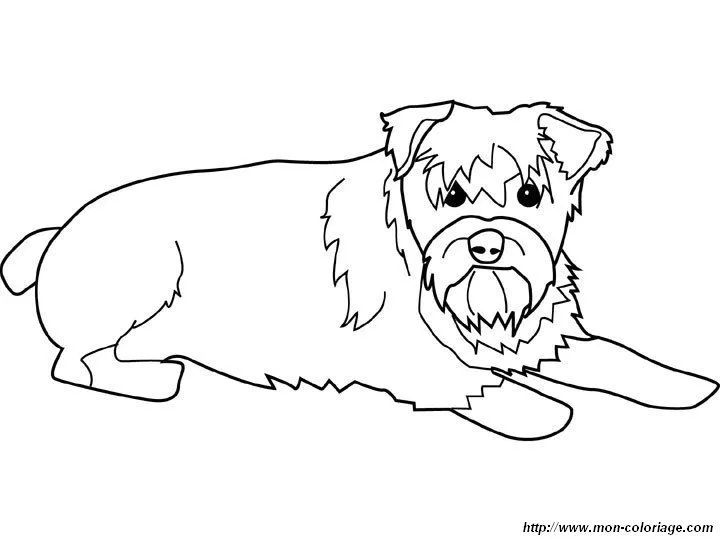 Dibujo de perro schnauzer - Imagui