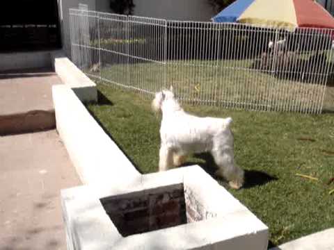 Schnauzer Miniatura Blanco-Criadero de Lorano Mexico - YouTube