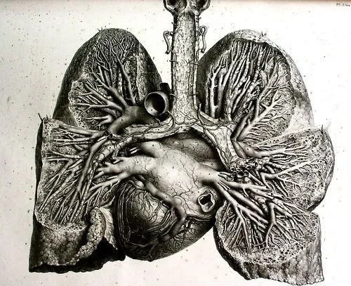 Scientific Illustration | Anatomical drawing : heart and lungs ...