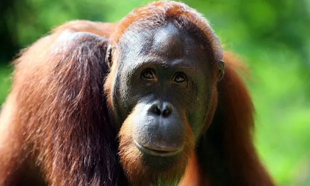 Scientists use drones to monitor the orangutan in Asia's ...