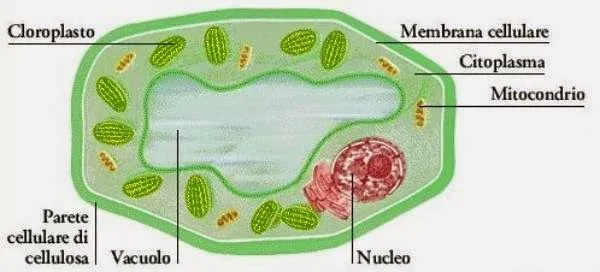 Scuola primaria PADRE MARCO D'AVIANO: Cellule vegetali e cellule ...