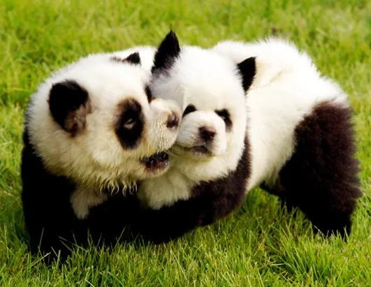 Seaprincess1...Still believes in Shooting Stars: Baby Puppy Pandas ... Seaprincess1...Still believes in Shooting Stars: Baby Puppy Pandas ...