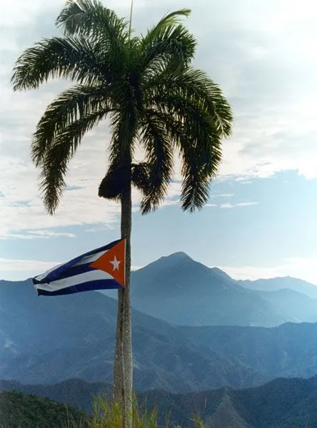 Los secretos curativos de la palma real | Viva Cuba Libre Los secretos curativos de la palma real | Viva Cuba Libre
