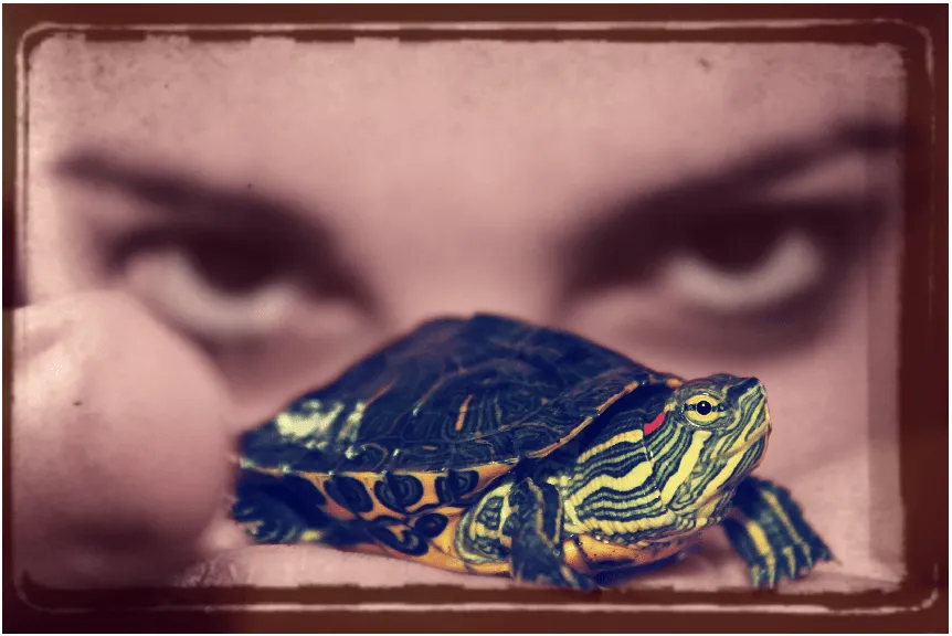 Los secretos del mar: La tortuga japonesa, de orejas rojas o ... Los secretos del mar: La tortuga japonesa, de orejas rojas o ...