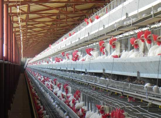 El sector de gallinas ponedoras de México - El Sitio Avicola
