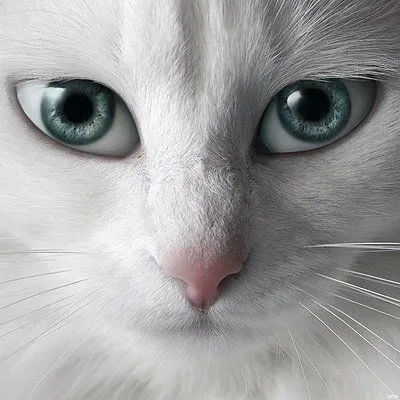 Seduccion. Imágenes seductoras. Ojos de gato. « Arte de Seducción Seduccion. Imágenes seductoras. Ojos de gato. « Arte de Seducción