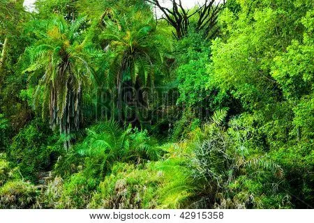 Selva, bush árboles y plantas de fondo en África. Tsavo Oeste ...