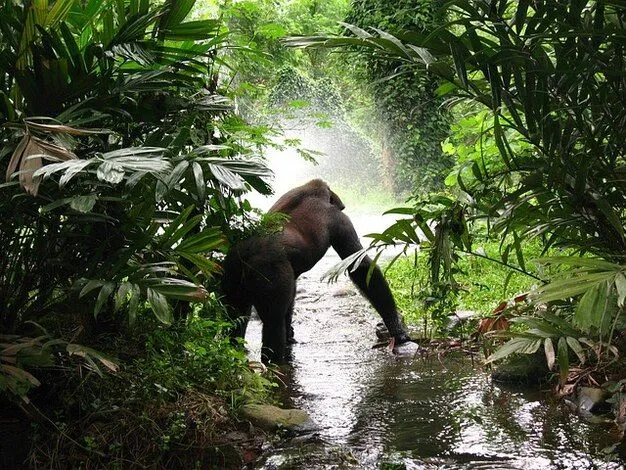 selva gorila animales de espera | Descargar Fotos gratis