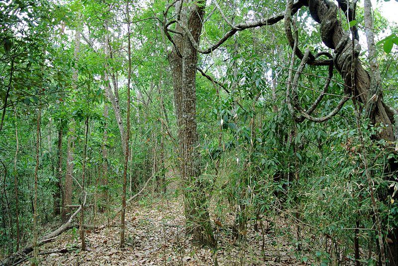 Selva seca: características, flora y fauna