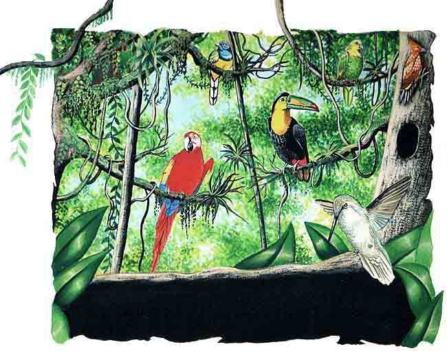 Selva Tropical (página 2) - Monografias.com Selva Tropical (página 2) - Monografias.com