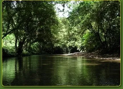 selvas tropicales: agosto 2010 selvas tropicales: agosto 2010