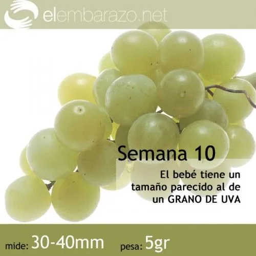 Semana 10 de gestación - El Embarazo: todo lo que una embarazada ... Semana 10 de gestación - El Embarazo: todo lo que una embarazada ...