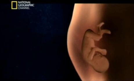 SEMANA 20: Ya está en la mitad del embarazo | Club Madres