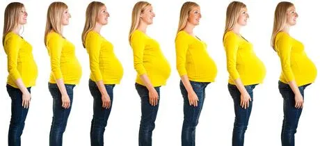 Desarrollo del embarazo - El Embarazo Precoz