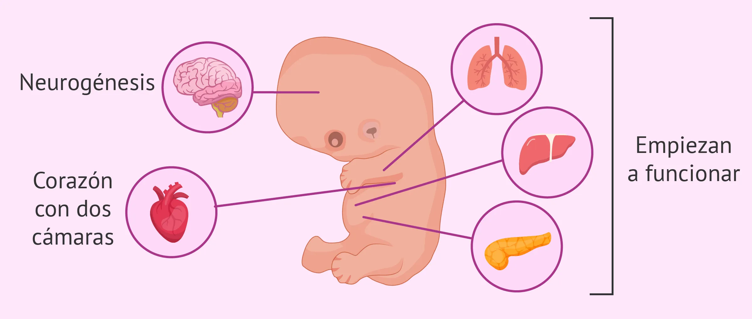 Semana 7 de embarazo. Desarrollo del bebé RA – Reproducción ...