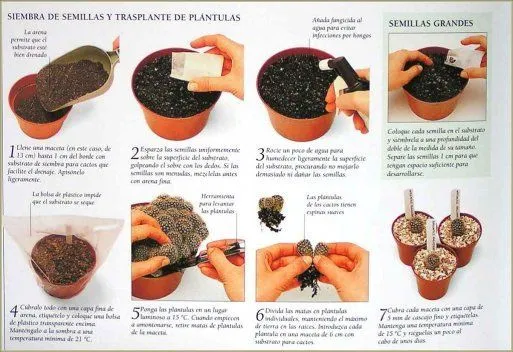 Como sembrar cactus y suculentas | How to Succulents and Planters ...