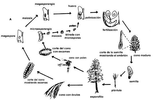 Ciclo de vida de un girasol - Imagui