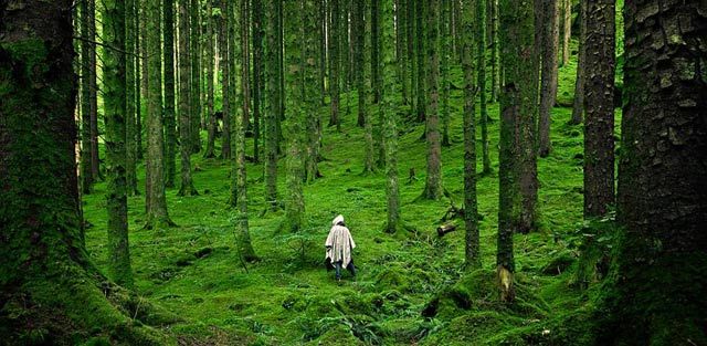 El bosque Interior | Shurya.com