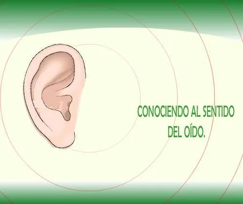 Sentido del oído - Didactalia: material educativo