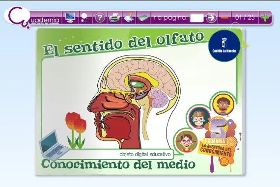 El sentido del olfato y sus partes para niños - Imagui El sentido del olfato y sus partes para niños - Imagui