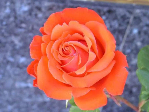 El Sentido Del Saber: El Significado De Las Rosas Por Su Color.
