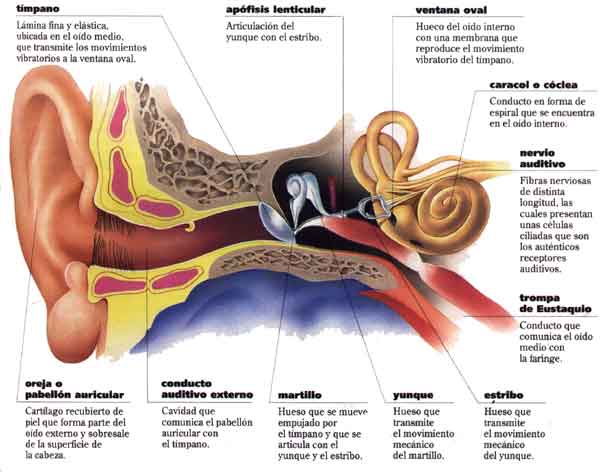 anatomia: El oído
