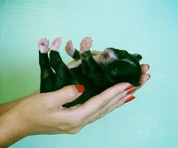 Tus Mascotas: Los sentidos del cachorro recién nacido