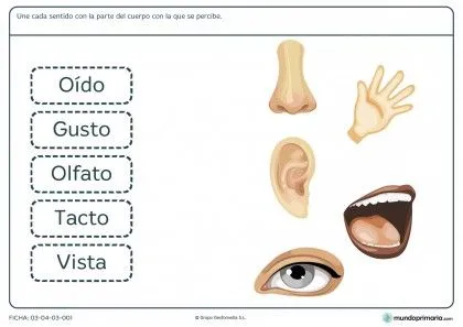 los sentidos on Pinterest | Worksheets, Youtube and Spanish