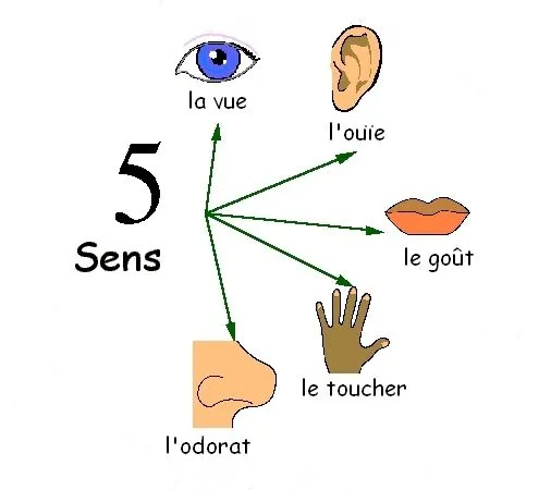Los Cinco Sentidos: Los sentidos en inglés y en francés.