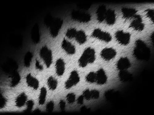 Fondos de pantalla leopardo de colores - Imagui