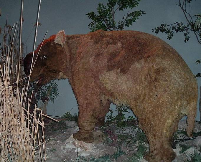 Los seres humanos cazaron a los animales gigantes de Australia ...